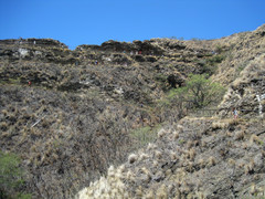 [Looking Up the Trail]