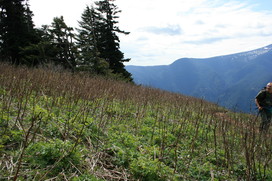 [The Ugly Sticks Became Pretty Yellow Wildflowers 3 Weeks Later]