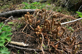 [Rolled Up Ferns]