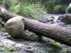 [Boulder and Tree Trunk]