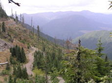 [Note the Stripped Land and Logging Roads]