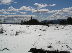 [Clear-cut off trail, looking southwest]