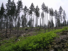 [Ridge Where We Ate Lunch]