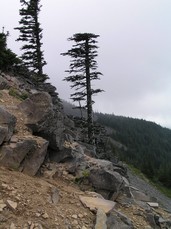 [Tree Next to Rocks]