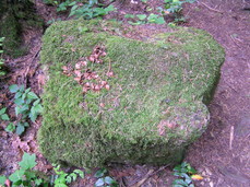 [Mossy Rock]