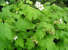 [Flowering Bushes]