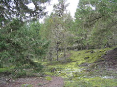 [Sub-Alpine Trees, with Moss]