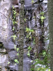 [Blurry Basalt with Plants]