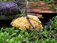 [Coral Mushroom]