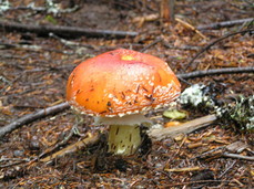 [Yet Another Red Mushroom]