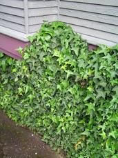 [Ivy Encroachment]