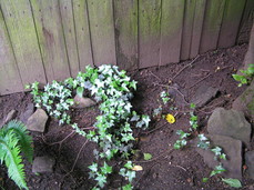 [Ivy Near Fence]