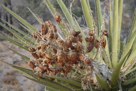 [Gross Looking Seed Pods]